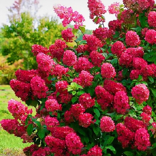 Hydrangea paniculata wim - paniculata, red