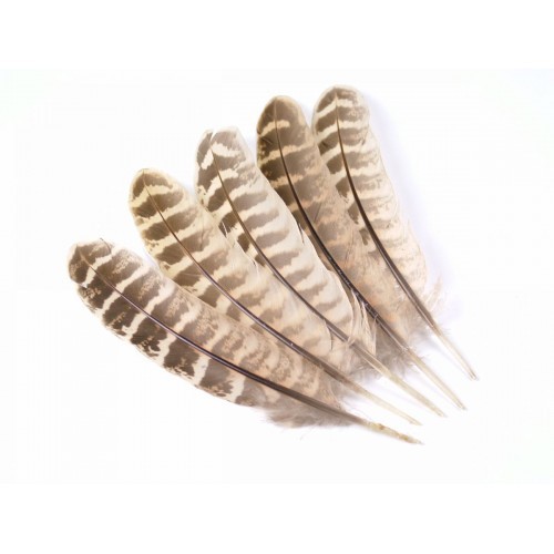 Hen pheasant wing quills - quills,, fly