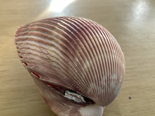 Dinocardium robustum bivalve - robustum,