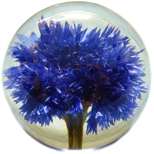 Large cornflower paperweight - large,