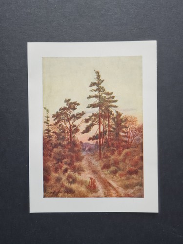 Antique 1907 print evening - antique,