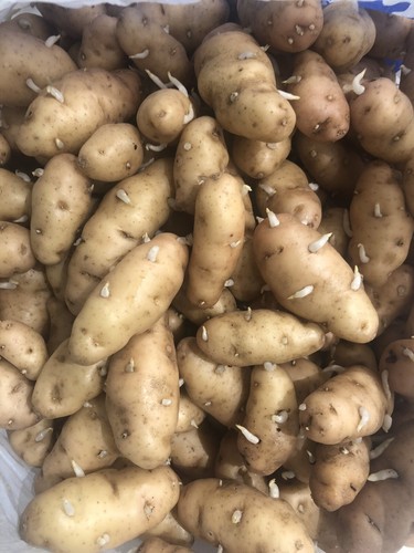 Pink fir apple seed - pink,