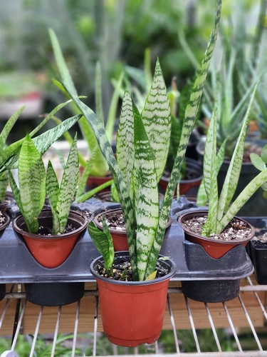 Snake plant inch pot - plant,