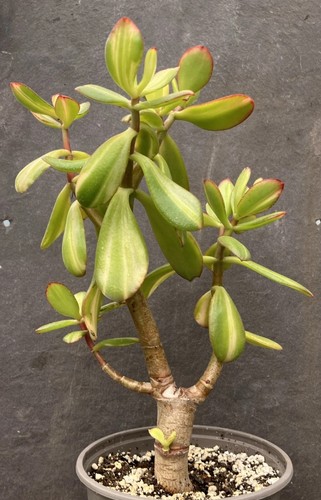 Large crassula ovata mikaeri - crassula,