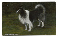 Pure shetland collie - pure,