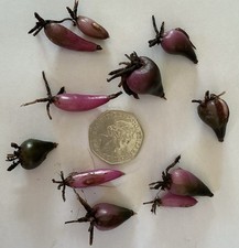10 Pleione Bulbils  Pre Flowering Size