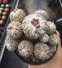 8.5cm Rare Live House Plant