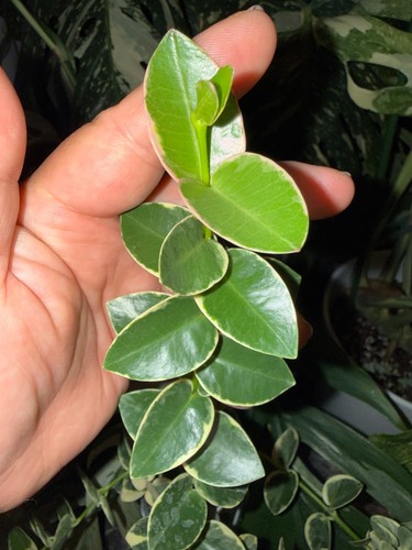 Hoya cummingiana albo fresh - hoya,