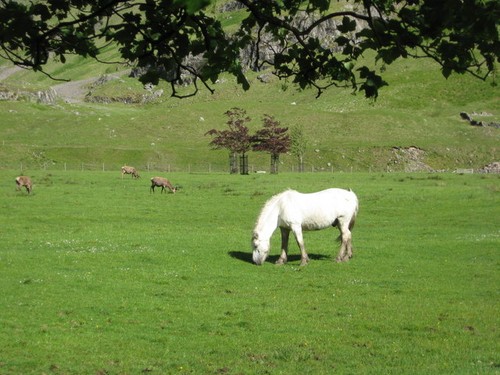 Photo 6x4 sharing the grazing - 6x4,