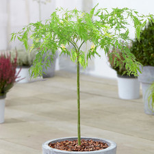 Acer Dissectum Tree | Japanese