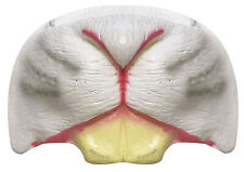 WHITE RABBIT ANIMAL NOSE AND