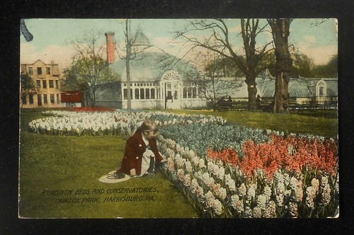1914 hyacinth beds and - hyacinth,