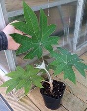 Tetrapanax 'Empress'