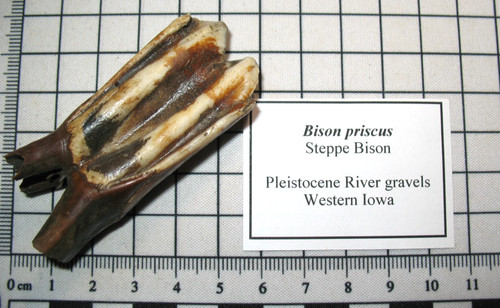 Pleistocene steppe bison ice - steppe,