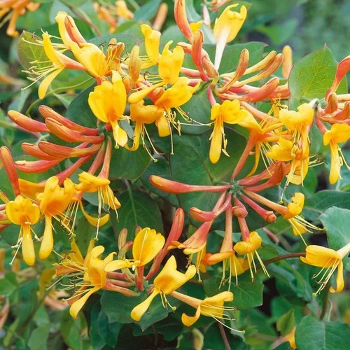 Lonicera tellmanniana - lonicera,