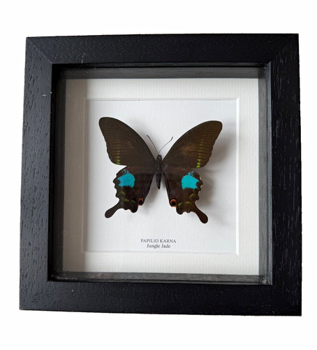 Framed mounted butterfly - framed, &