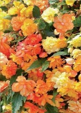Flower - Begonia -
