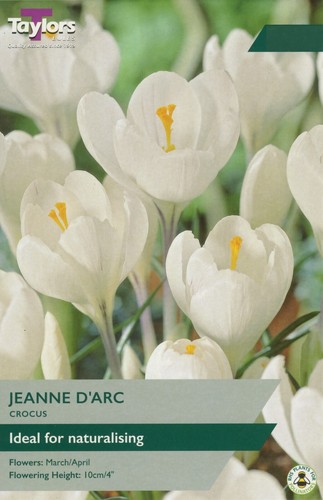 Crocus jeanne arc large - d'arc',