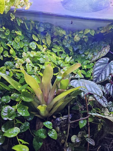 Ficus pumila minima - minima, terrarium