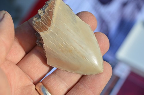 Wow genuine megalodon shark - genuine,