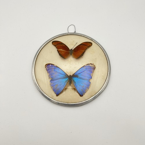 Vintage framed butterfly - vintage,