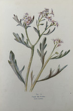 Antique Print Purple Sea
