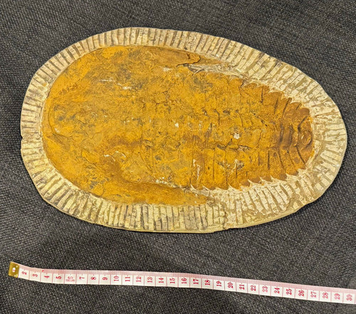 Trilobite fossil from morocco - trilobite,