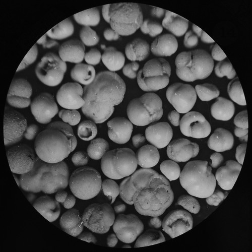 Foraminifera 2550 fathoms - at,