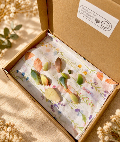 Premium succulent propagation - premium,