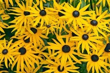 Rudbeckia fulgida 'Goldsturm'