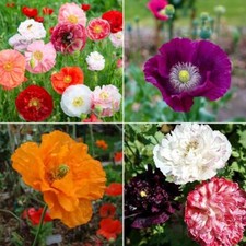 Poppy Seeds - Huge Selection