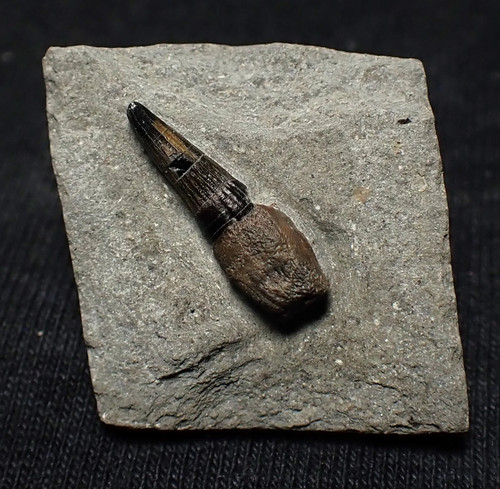 Jurassic ichthyosaur tooth