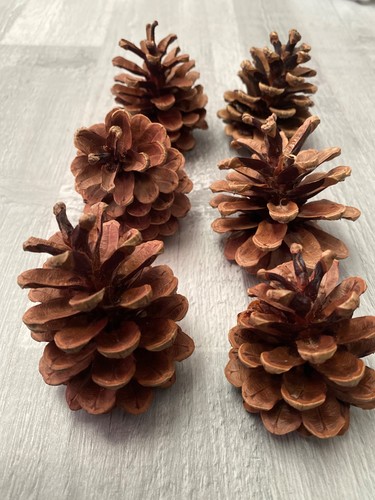 Natural craft pinecones