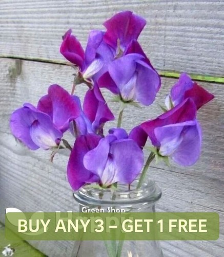 Sweet pea old spice - pea,