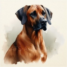 Rhodesian Ridgeback