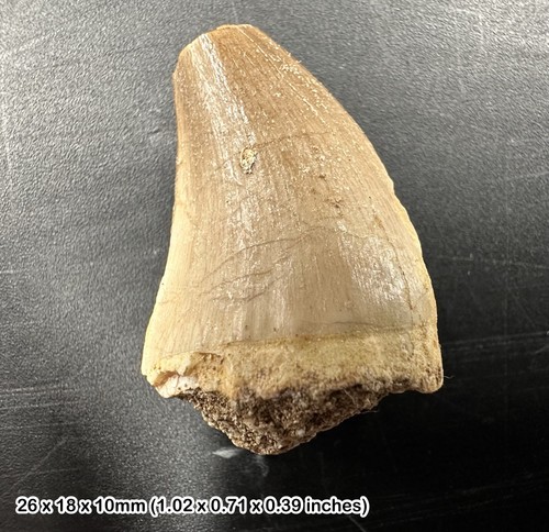 Mosasaur tooth fossil - fossil, –