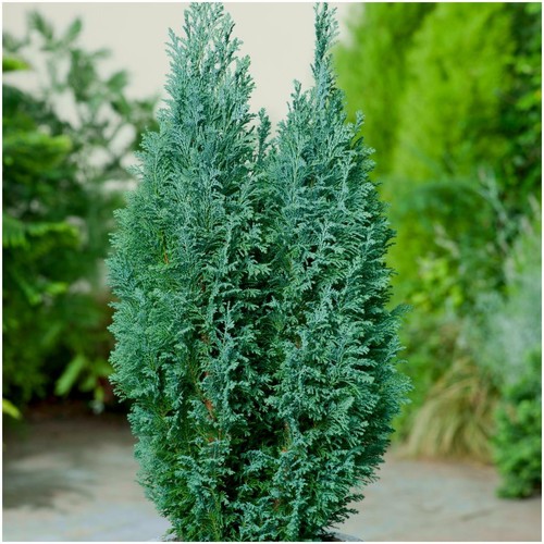 9cm pot conifer - or, 2l