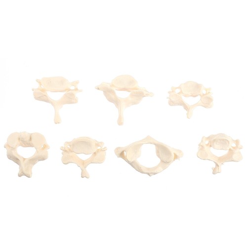 Human vertebrae model - human,