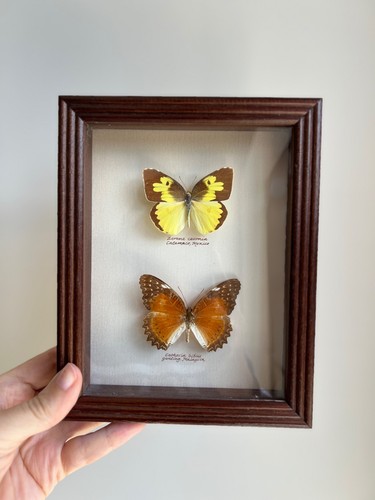 Vintage butterfly taxidermy