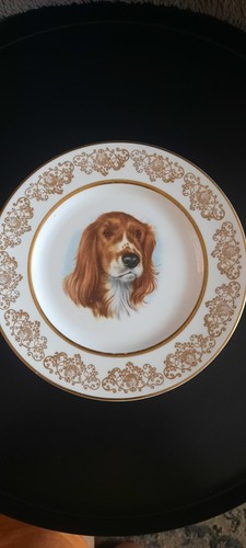 Springer spaniel decorative - springer,