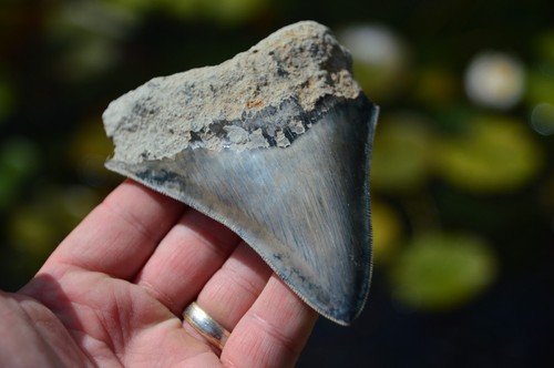 Genuine megalodon shark tooth - genuine,