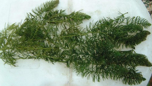 Weighted hornwort pond - weighted,