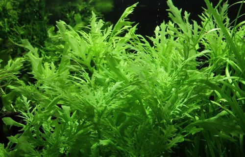 Live aquarium plant hygrophila - live,