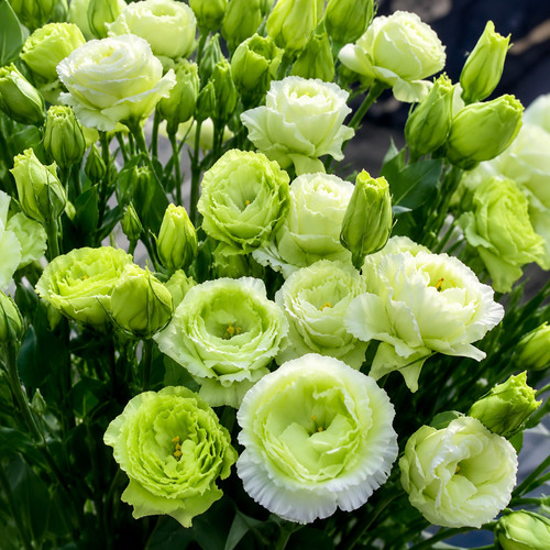 200 hardy perennial oriental - perennial,