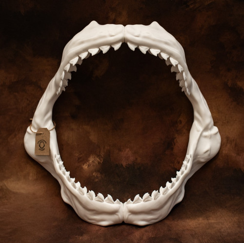 Tiger shark jaws replica - tiger,