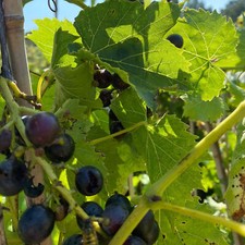 Grape Pinot Noir | Vitis vinifera Outdoor Plants | Plants Outdoor Garden Ready