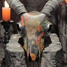 Real Ram Sheep Skull with