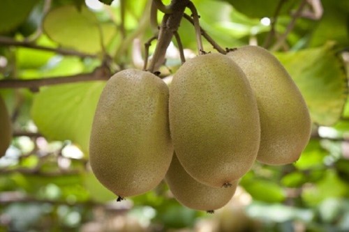 New zealand kiwi fruit - zealand,