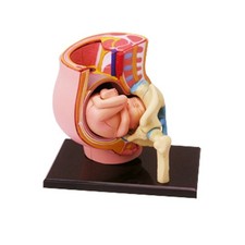 Human Pregnant Pelvis Section