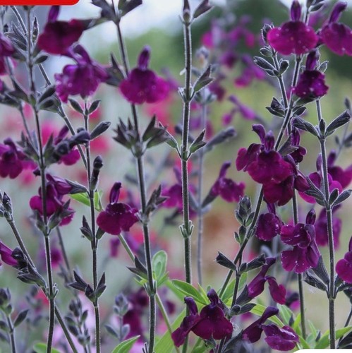 Salvia nachtvlinder 1 ltr - 1,